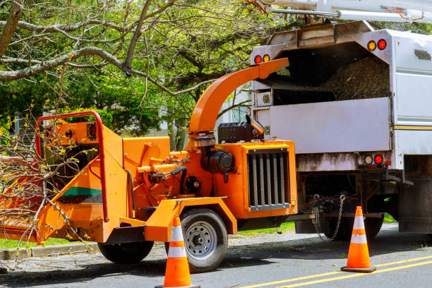 Best Local Tree Services  in Spanish Fork, UT